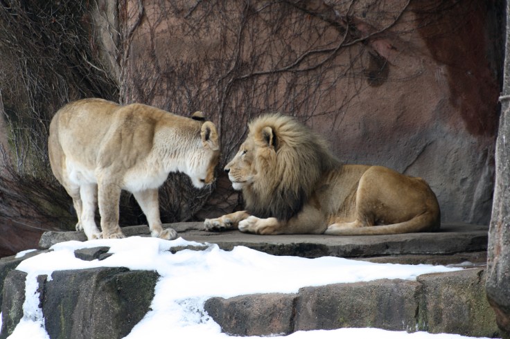 Chicago Pics - Canon 465