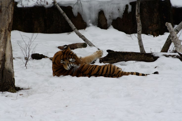 Chicago Pics - Canon 524